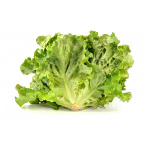 Salade batavia blonde