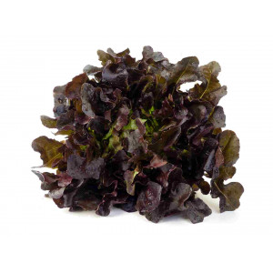 Salade feuille de chêne rouge