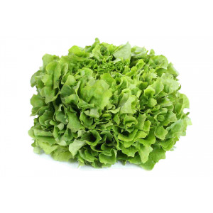 Salade feuille de chêne verte